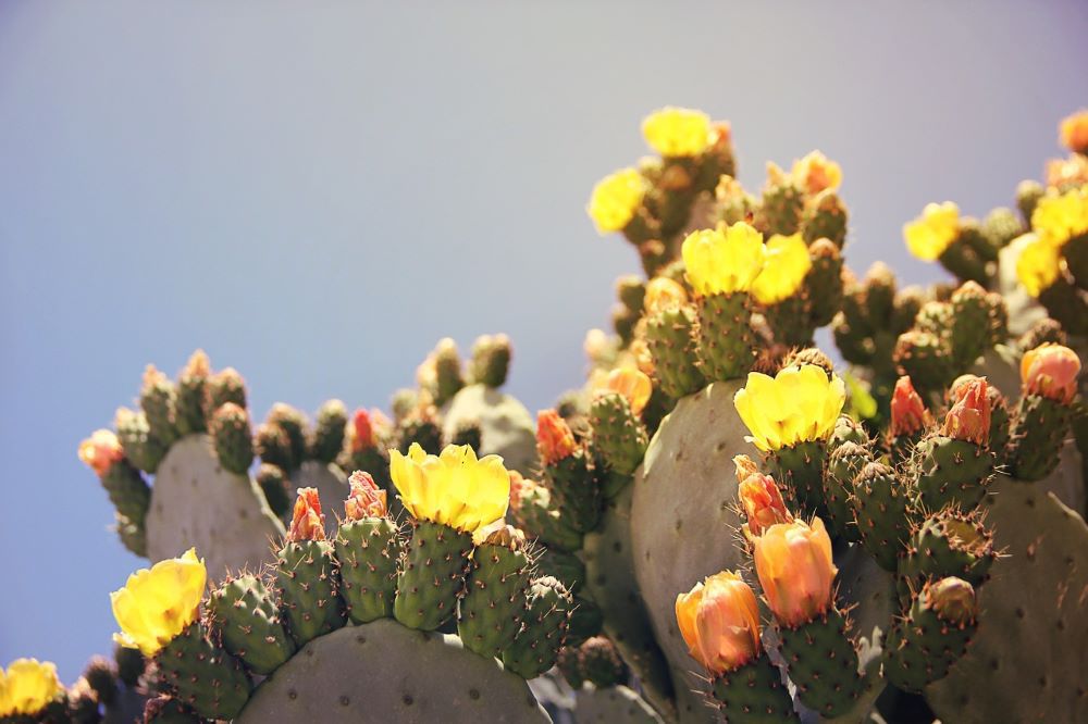 prickly pear