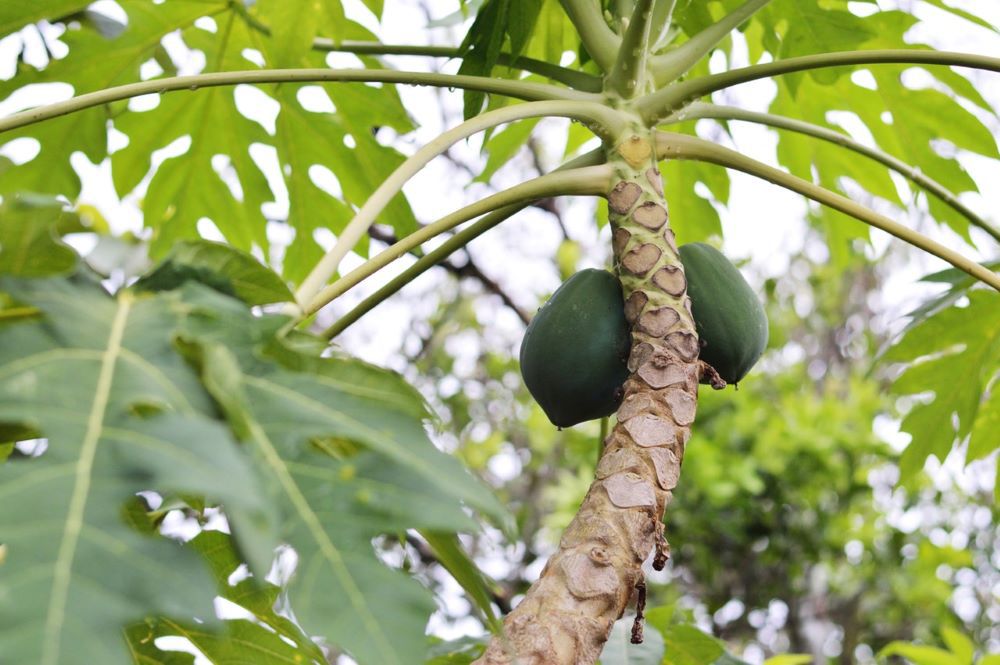 7 Natural Papaya Seed Oil Benefits For Radiant Skin