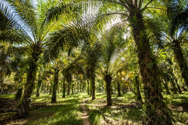 palm oil production