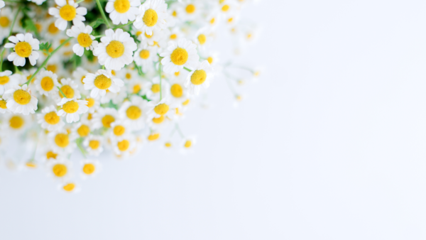 chamomile flower powder